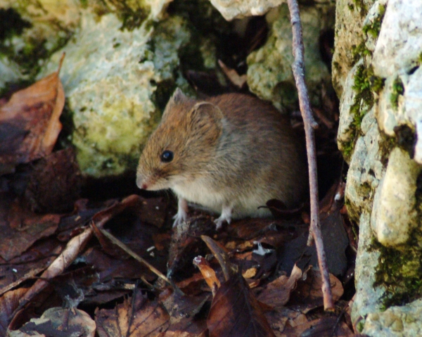 Piccolo roditore. Arvicola rossastra